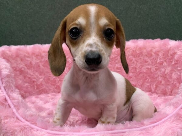 Dachshund DOG Female Red Piebald Dapple 8212 Petland San Antonio, TX