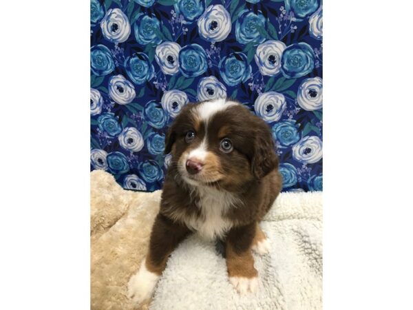 Australian Shepherd-DOG-Male-rd, wh mkgs tan pts-5116-Petland San Antonio, TX