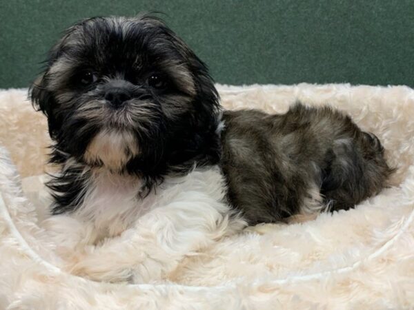 Shih Tzu-DOG-Male-Brindle & White-8213-Petland San Antonio, TX