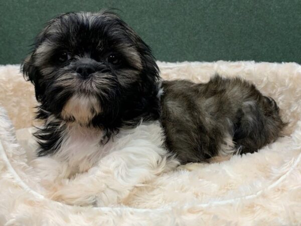 Shih Tzu DOG Male Brindle & White 8213 Petland San Antonio, TX