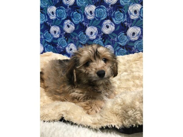Moxie-DOG-Female-rd sbl-5117-Petland San Antonio, TX
