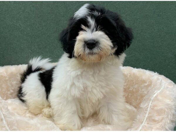 Teddy Bear DOG Male Black & White 8214 Petland San Antonio, TX