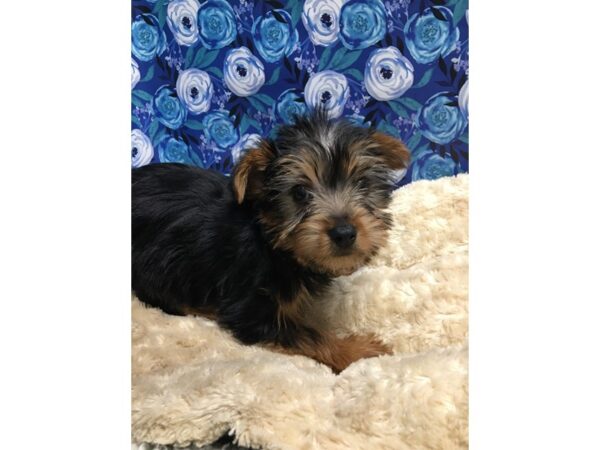 Yorkshire Terrier-DOG-Male-blk & tn-5118-Petland San Antonio, TX