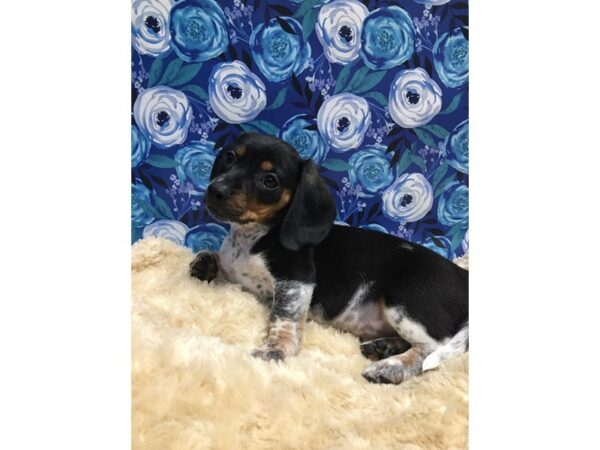 Dachshund DOG Male blk & tn pbld tkd 5119 Petland San Antonio, TX