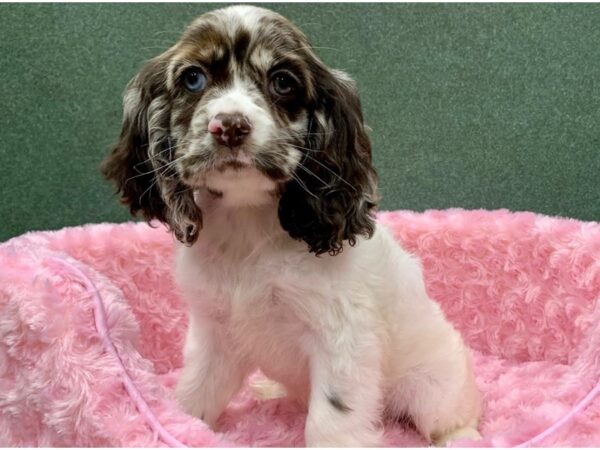 Cocker Spaniel DOG Female Chocolate Merle & White 8215 Petland San Antonio, TX