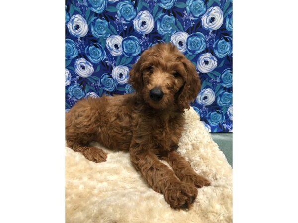 Goldendoodle-DOG-Male-Red-5120-Petland San Antonio, TX