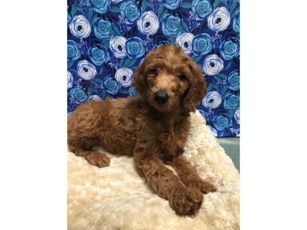 Goldendoodle DOG Male Red 5120 Petland San Antonio, TX