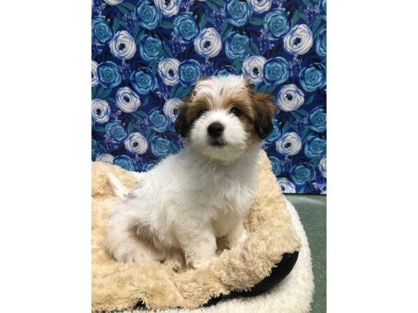 Paptese DOG Male wh w br 5121 Petland San Antonio, TX