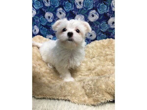 Maltese DOG Male wh 5122 Petland San Antonio, TX