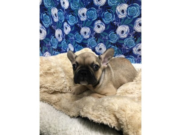 French Bulldog DOG Male bl fn 5123 Petland San Antonio, TX