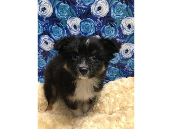 Toy Aussie DOG Male blk tri 5124 Petland San Antonio, TX