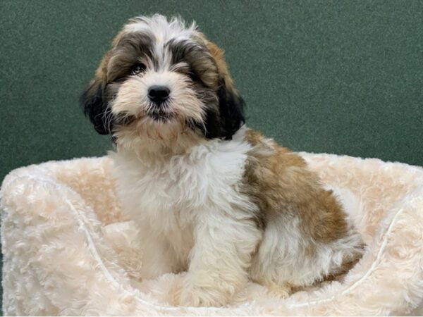 Teddy Bear DOG Male Gold & White 8216 Petland San Antonio, TX