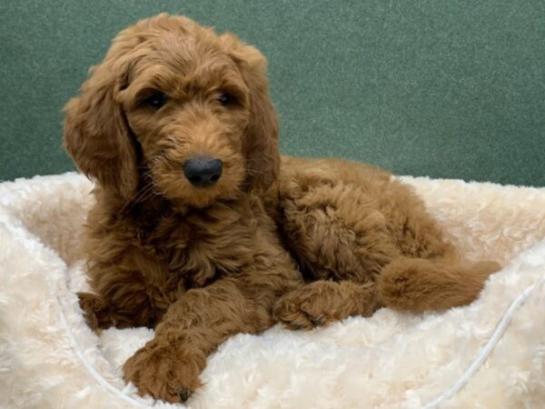 Goldendoodle DOG Male Red 8218 Petland San Antonio, TX