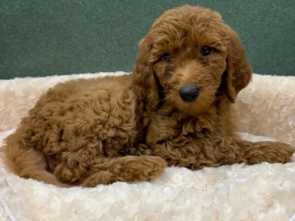 Goldendoodle DOG Male Red 8219 Petland San Antonio, TX