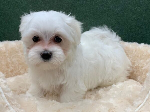 Maltese DOG Male White 8221 Petland San Antonio, TX