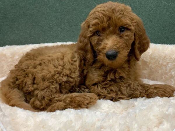 Goldendoodle DOG Male Red 8220 Petland San Antonio, TX