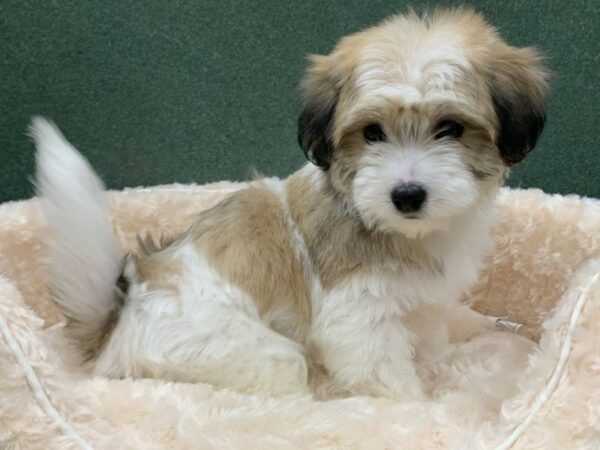 Papitese-DOG-Male-Brown & White-8222-Petland San Antonio, TX