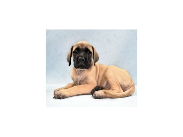 English Mastiff DOG Female Fawn 5126 Petland San Antonio, TX