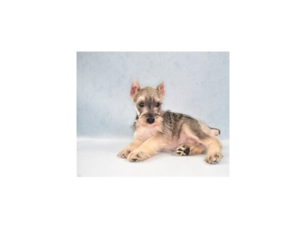 Miniature Schnauzer DOG Male Salt and Pepper 5128 Petland San Antonio, TX