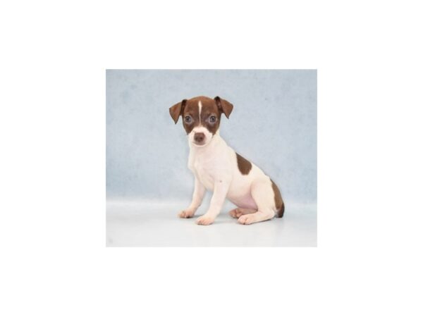 Rat Terrier DOG Female White and Chocolate 5130 Petland San Antonio, TX