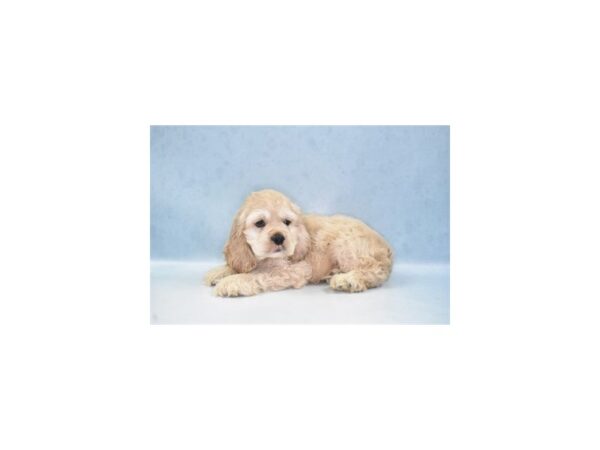 Cocker Spaniel DOG Male Cream 5125 Petland San Antonio, TX