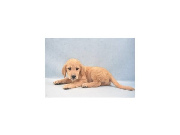 Golden Retriever DOG Female Golden 8223 Petland San Antonio, TX