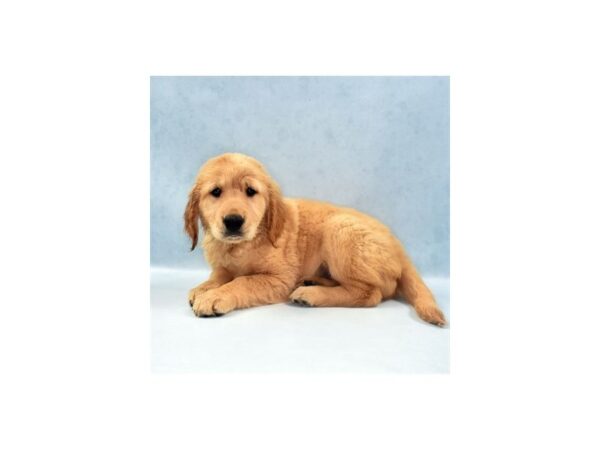 Golden Retriever DOG Female Golden 5127 Petland San Antonio, TX