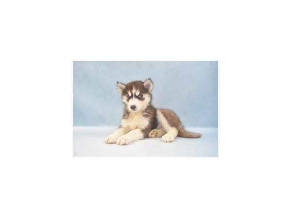 Siberian Husky DOG Female Red and White 8224 Petland San Antonio, TX