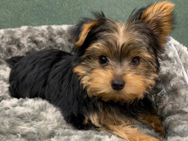 Yorkshire Terrier DOG Male Black & Tan 8225 Petland San Antonio, TX