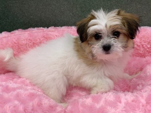 Papitese DOG Female Brown & White 8226 Petland San Antonio, TX