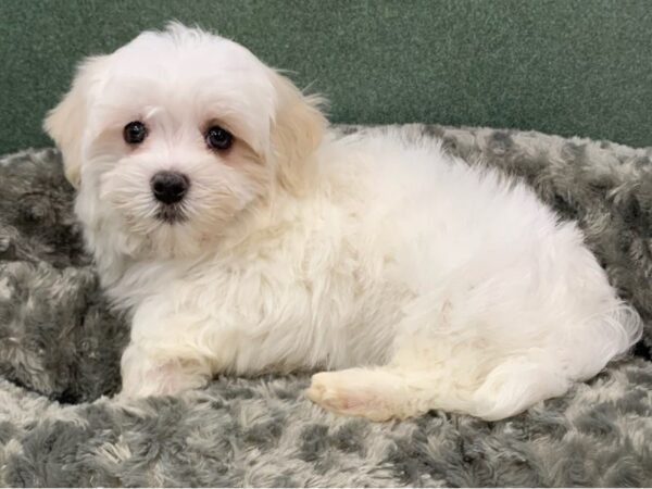 Maltese DOG Male White 8227 Petland San Antonio, TX