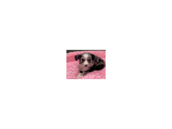Miniature Australian Shepherd-DOG-Female-Blue Merle-8230-Petland San Antonio, TX