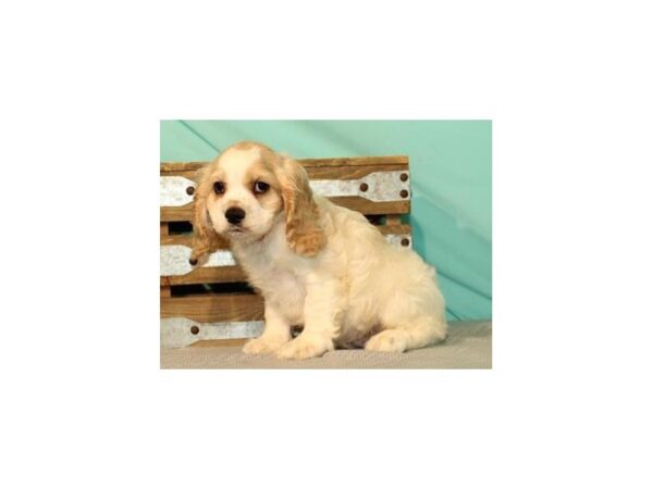 Cocker Spaniel DOG Male White & Buff 8231 Petland San Antonio, TX