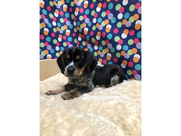 Beagle-DOG-Male-blk wh & tn, tkd-5134-Petland San Antonio, TX