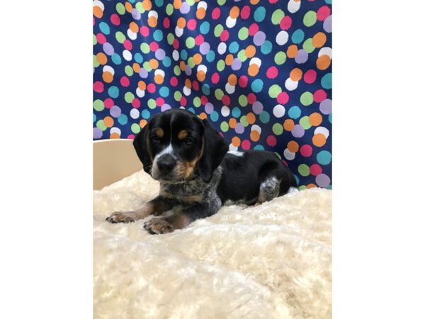 Beagle DOG Male blk wh & tn, tkd 5134 Petland San Antonio, TX