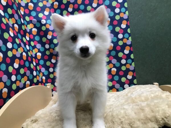 American Eskimo DOG Female wh 5133 Petland San Antonio, TX