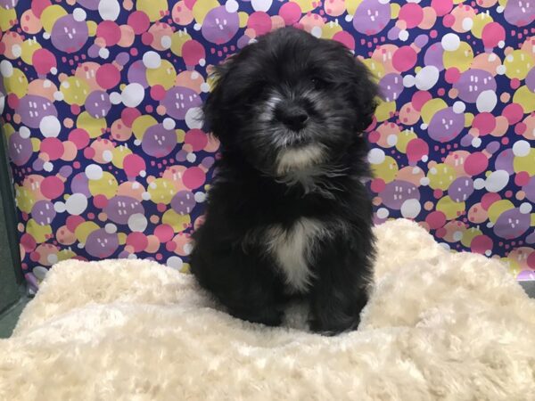 Lhasa Apso/Shih Tzu DOG Female blk wh mkgs 5105 Petland San Antonio, TX