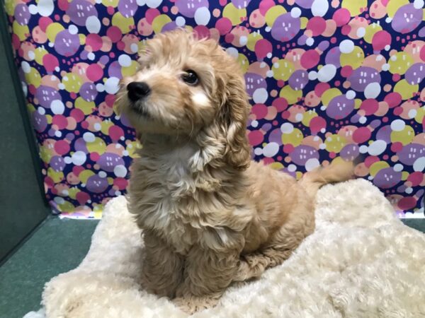 Mini Goldendoodle-DOG-Female-drk gldn-5104-Petland San Antonio, TX