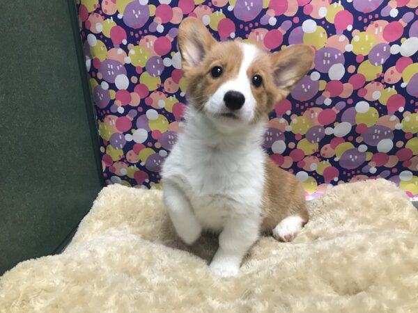 Pembroke Welsh Corgi-DOG-Female-blk & tn wh mkgs-5101-Petland San Antonio, TX