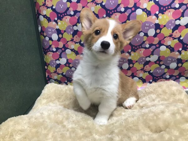 Pembroke Welsh Corgi DOG Female blk & tn wh mkgs 5101 Petland San Antonio, TX