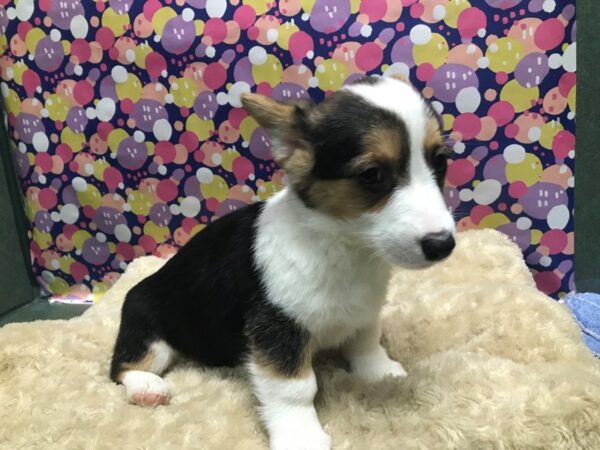 Pembroke Welsh Corgi DOG Female blk & wh 5100 Petland San Antonio, TX