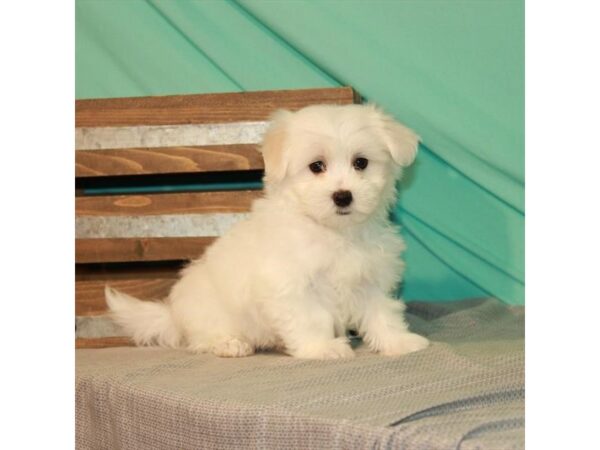 Maltese DOG Male White 5157 Petland San Antonio, TX