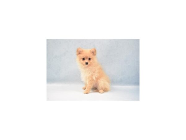 Pomeranian DOG Male Cream 5137 Petland San Antonio, TX