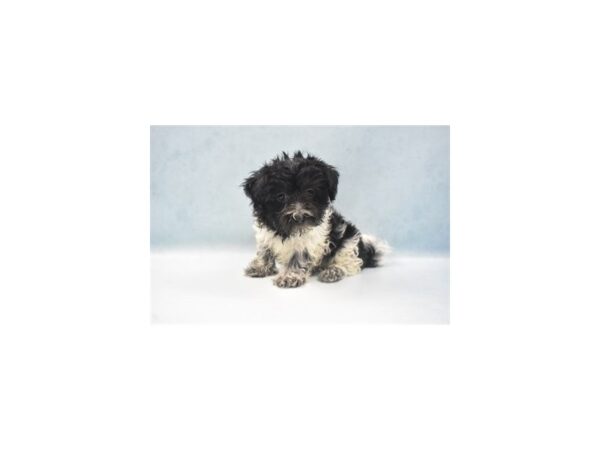 Coton De Tulear DOG Male Black 5136 Petland San Antonio, TX