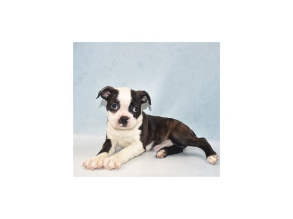 Boston Terrier DOG Male Brindle and White 5135 Petland San Antonio, TX