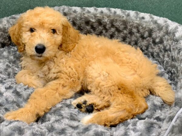 Standard Poodle DOG Male Cream 8233 Petland San Antonio, TX