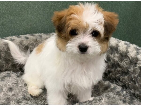 Papitese DOG Male White Tan & Black 8234 Petland San Antonio, TX