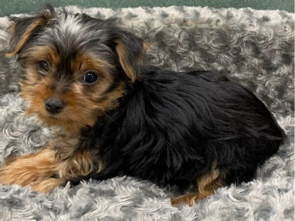 Yorkshire Terrier DOG Male Black & Tan 8235 Petland San Antonio, TX