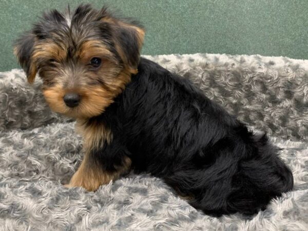 Yorkshire Terrier DOG Male Black & Tan 8236 Petland San Antonio, TX