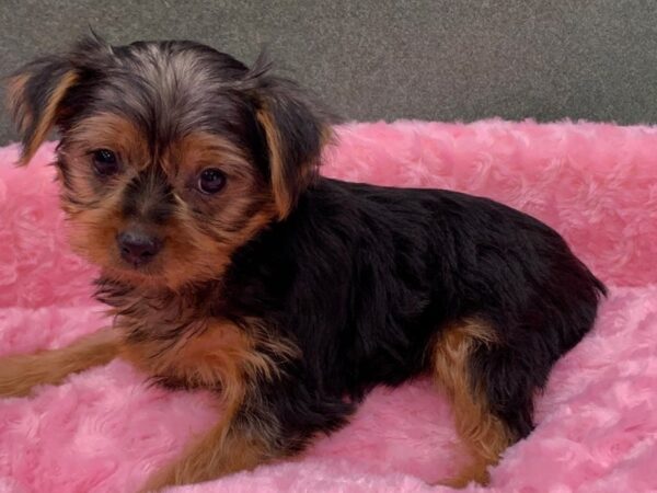 Yorkshire Terrier DOG Female Black & Tan 8237 Petland San Antonio, TX